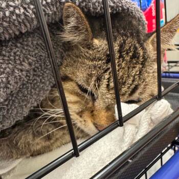 Stacy Cat OS NV -  Domestic Short Hair Cat for Adoption in Las Vegas, Nevada - Stacy Cat OS NV | PetCurious