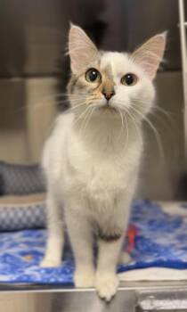 Domestic Long Hair Cats Available for Adoption - Angel | PetCurious