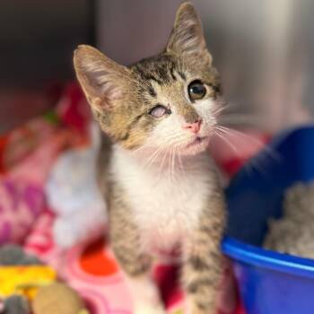 Blevins -  Domestic Short Hair Cat for Adoption in Cumming, Georgia - Blevins | PetCurious
