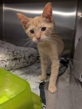 Mantis -  Domestic Short Hair Cat for Adoption in Lafayette, Indiana - Mantis | PetCurious