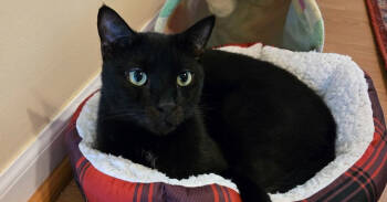 Rescue Domestic Short Hair Cats for Adoption in Virginia Beach, Virginia - Raven Fka Spencer | PetCurious