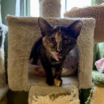 Domestic Short Hair Cats Available for Adoption - Agatha | PetCurious