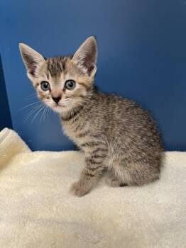 Domestic Short Hair Cats Available for Adoption in Tracy, California - A047347 | PetCurious