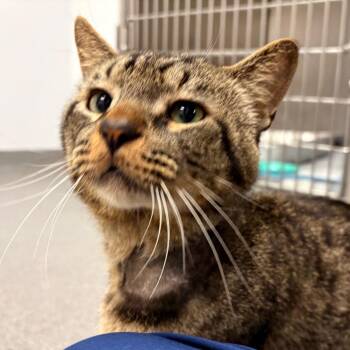 Fred -  Domestic Short Hair Cat for Adoption in West Palm Beach, Florida - Fred | PetCurious