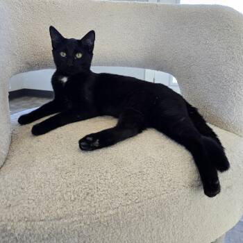 Ice Cream aka "I Scream" for attention -  Domestic Short Hair Cat for Adoption in Beaufort, Missouri - Ice Cream Aka "I Scream" For Attention | PetCurious