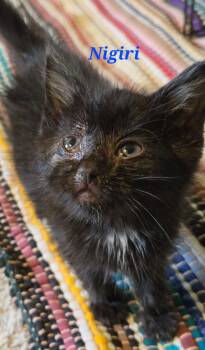 Nigiri (Medical Hold) -  Domestic Short Hair Cat for Adoption in Williamsburg, Iowa - Nigiri (Medical Hold) | PetCurious