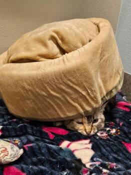 Milk Tea -  Domestic Short Hair Cat for Adoption in Fort Collins, Colorado - Milk Tea | PetCurious