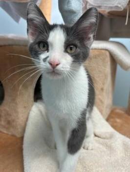 Domestic Short Hair Cats Available for Adoption - Frookie | PetCurious