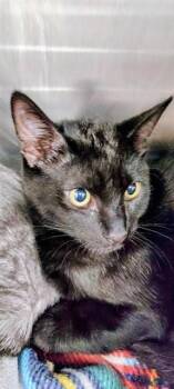 Domestic Short Hair Cats Available for Adoption - JET | PetCurious