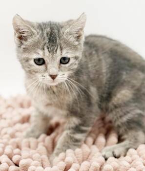 Dilute Tortoiseshell and Russian Blue Cats Available for Adoption in Bedford Hills, New York - Mikey Is A Mini Marvel SOOOO Cute - She Is A Lil Doll | PetCurious