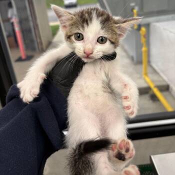 Michelob -  Domestic Short Hair Cat for Adoption in Columbiana, Alabama - Michelob | PetCurious