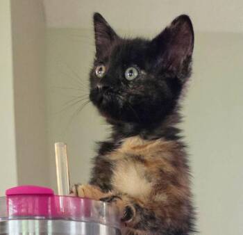 Jiji -  Domestic Short Hair Cat for Adoption in Kansas City, Kansas - Jiji | PetCurious