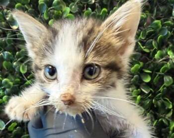 61486679 -  Domestic Medium Hair Cat for Adoption in El Paso, Texas - 61486679 | PetCurious
