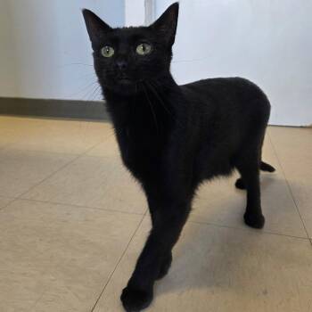 Sizzling Cinnamon -  Domestic Short Hair Cat for Adoption in Warwick, Rhode Island - Sizzling Cinnamon | PetCurious