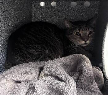 HARVEY -  Domestic Medium Hair Cat for Adoption in Fort Myers, Florida - HARVEY | PetCurious