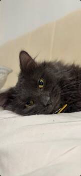 Ares -  Domestic Long Hair Cat Available for Adoption in Chicopee, Massachusetts - Ares | PetCurious