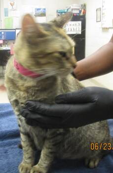(669) -  Domestic Short Hair Cat for Adoption in Marietta, Georgia - (669) | PetCurious