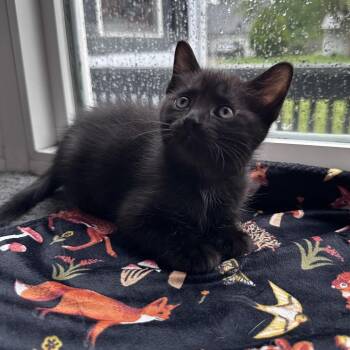 Finley -  Domestic Short Hair Cat for Adoption in Bristol, Indiana - Finley | PetCurious