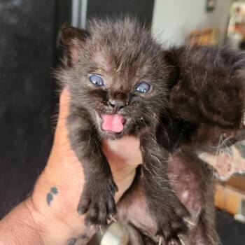 Domestic Short Hair Cats Available for Adoption - Discord | PetCurious