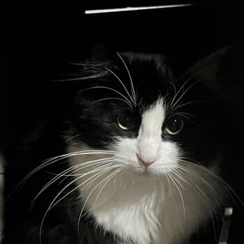 Vera -  Domestic Long Hair Cat for Adoption in Sioux Falls, South Dakota - Vera | PetCurious