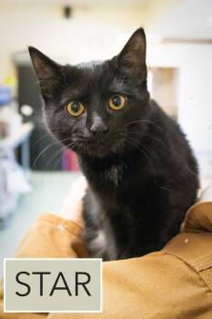 Domestic Short Hair Cats Available for Adoption - Star (FCID# 02/05/2026 - 36 Trainer) | PetCurious