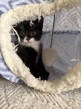 Poppy -  Domestic Short Hair Cat for Adoption in Ferndale, Michigan - Poppy | PetCurious