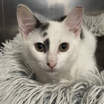 Sting -  Domestic Short Hair Cat for Adoption in Westhampton, New York - Sting | PetCurious