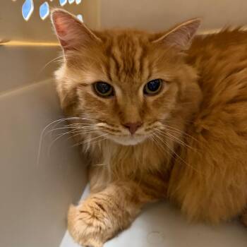 Rusty -  Domestic Long Hair Cat for Adoption in Dekalb, Illinois - Rusty | PetCurious