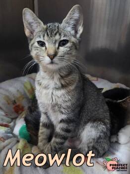 Meowlot -  American Bobtail Cat for Adoption in Douglasville, Georgia - Meowlot | PetCurious