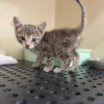 Pez -  Domestic Short Hair Cat for Adoption in Auburn, Alabama - Pez | PetCurious