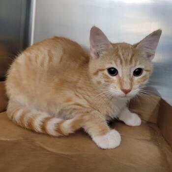 Rescue Domestic Short Hair Cats for Adoption in Westminster, California - Barnacle Boy | PetCurious