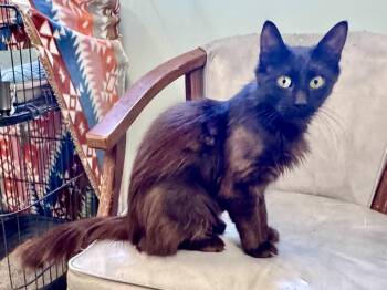 Alice -  Domestic Long Hair Cat for Adoption in Scottsburg, Indiana - Alice | PetCurious