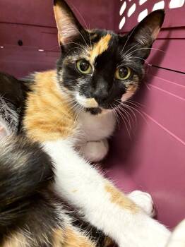 Domestic Short Hair Cats Available for Adoption in Elmsford, New York - Biscotti -  Available 5/16 | PetCurious