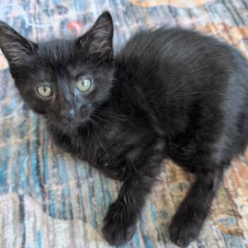 Princeton -  Domestic Short Hair Cat for Adoption in Buffalo, Minnesota - Princeton | PetCurious