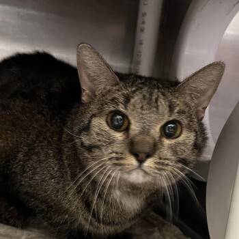 Hannah Montana -  Domestic Short Hair Cat for Adoption in Murray, Utah - Hannah Montana | PetCurious