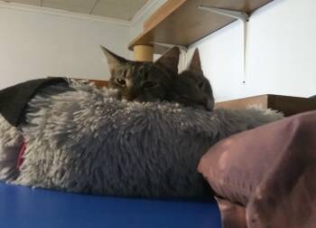 Gala -  Domestic Short Hair Cat for Adoption in PORT WENTWRTH, Georgia - Gala | PetCurious