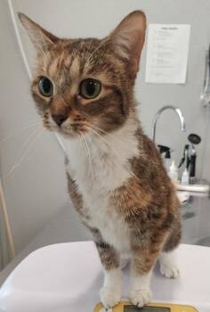 Cinnamon -  Domestic Short Hair Cat for Adoption in Lafayette, Indiana - Cinnamon | PetCurious
