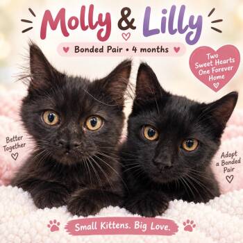 LILLY -  Domestic Short Hair Cat for Adoption in Southbury, Connecticut - LILLY | PetCurious