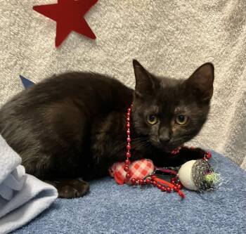 Starling -  Domestic Short Hair Cat for Adoption in Dublin, Ohio - Starling | PetCurious