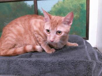 Domestic Short Hair Cats Available for Adoption in Houston, Texas - CHEDDA | PetCurious