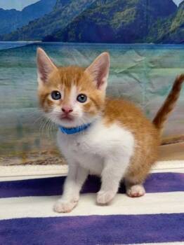 Hammy -  Domestic Short Hair Cat for Adoption in San Antonio, Texas - Hammy | PetCurious