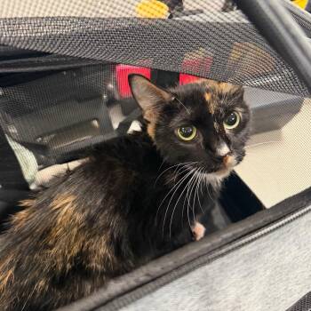 Blanca -  Domestic Short Hair Cat for Adoption in Philadelphia, Pennsylvania - Blanca | PetCurious