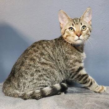 Taco-Shortstop -  Domestic Short Hair Cat for Adoption in Lakeland, Florida - Taco-Shortstop | PetCurious