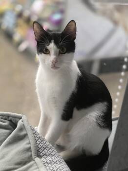 Domestic Short Hair and American Shorthair Cats Available for Adoption in Farmington, Minnesota - Charlie - Meet Me At The Burnsville PetSmart!!  | PetCurious