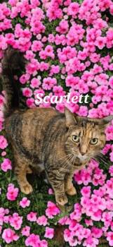 Rescue Domestic Short Hair Cats for Adoption in Jim Thorpe, Pennsylvania - Scarlett | PetCurious
