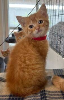 Tammy -  Domestic Short Hair Cat for Adoption in Mcpherson, Kansas - Tammy | PetCurious