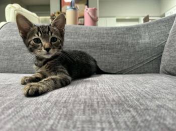 Squirrel -  Domestic Short Hair Cat for Adoption in Tucson, Arizona - Squirrel | PetCurious