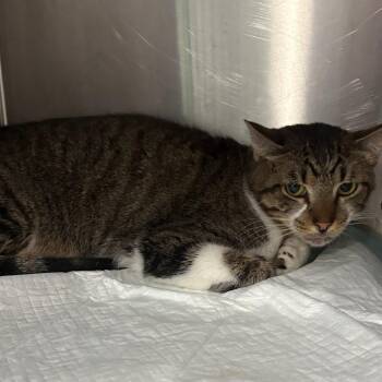 Nero -  Extra Toes Cat Hemingway Polydactyl and Domestic Short Hair Cat for Adoption in Tulsa, Oklahoma - Nero | PetCurious