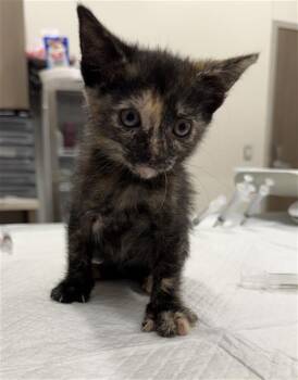 MANON -  Domestic Short Hair Cat for Adoption in Baytown, Texas - MANON | PetCurious