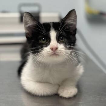 Mac -  Domestic Short Hair Cat for Adoption in Riverside, California - Mac | PetCurious